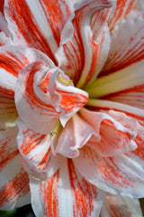 Jumbo Double Amaryllis Dancing Queen Hippeastrum Blooms Species Growing Bonsai Bulbs Roots Rhizomes Corms Tubers Potted Planting Reblooming Fragrant Garden Flower Seeds Plant  Size 12-16cm