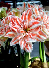 Jumbo Double Amaryllis Dancing Queen Hippeastrum Blooms Species Growing Bonsai Bulbs Roots Rhizomes Corms Tubers Potted Planting Reblooming Fragrant Garden Flower Seeds Plant  Size 12-16cm