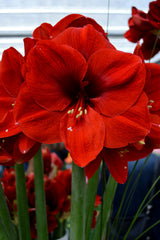 Jumbo Amaryllis Ferrari Hippeastrum Blooms Species Growing Bonsai Bulbs Roots Rhizomes Corms Tubers Potted Planting Reblooming Fragrant Garden Flower Seeds Plant  Size 12-16cm