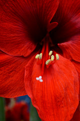 Jumbo Amaryllis Ferrari Hippeastrum Blooms Species Growing Bonsai Bulbs Roots Rhizomes Corms Tubers Potted Planting Reblooming Fragrant Garden Flower Seeds Plant  Size 12-16cm