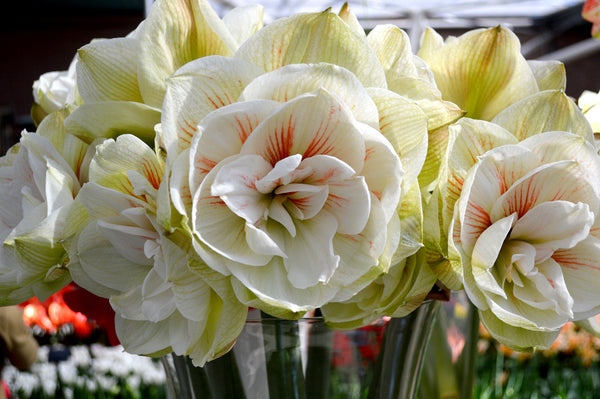 Jumbo Double Amaryllis Nymph Hippeastrum Blooms Species Growing Bonsai Bulbs Roots Rhizomes Corms Tubers Potted Planting Reblooming Fragrant Garden Flower Seeds Plant  Size 12-16cm