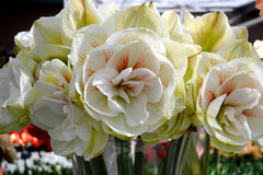 Jumbo Double Amaryllis Nymph Hippeastrum Blooms Species Growing Bonsai Bulbs Roots Rhizomes Corms Tubers Potted Planting Reblooming Fragrant Garden Flower Seeds Plant  Size 12-16cm
