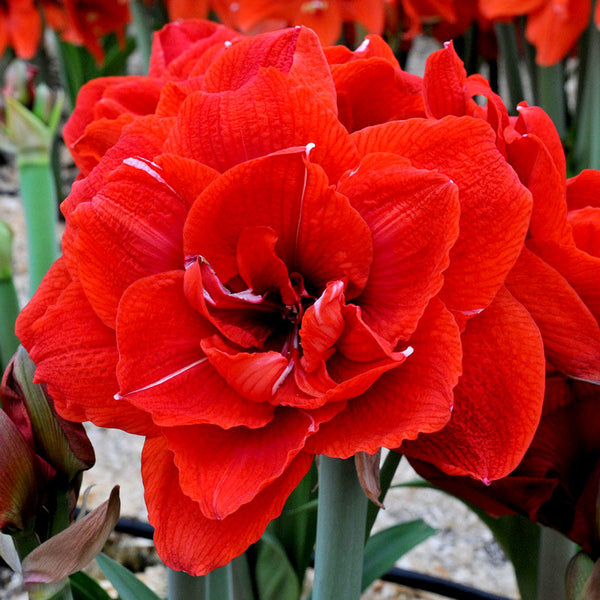 Jumbo Double Amaryllis Red Nymph Hippeastrum Blooms Species Growing Bonsai Bulbs Roots Rhizomes Corms Tubers Potted Planting Reblooming Fragrant Garden Flower Seeds Plant  Size 12-16cm