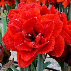 Jumbo Double Amaryllis Red Nymph Hippeastrum Blooms Species Growing Bonsai Bulbs Roots Rhizomes Corms Tubers Potted Planting Reblooming Fragrant Garden Flower Seeds Plant  Size 12-16cm