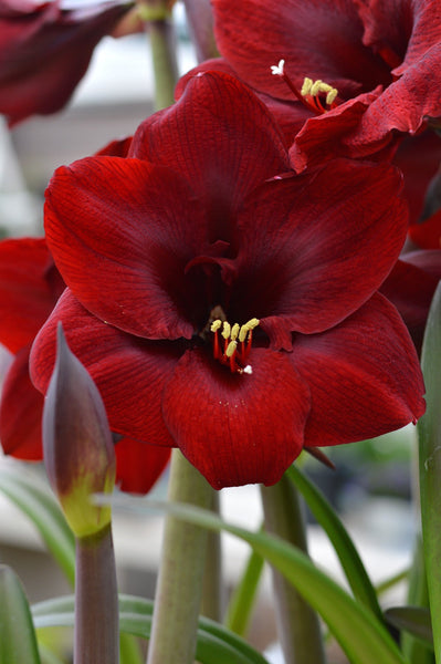 Jumbo Amaryllis Royal Velvet Hippeastrum Blooms Species Growing Bonsai Bulbs Roots Rhizomes Corms Tubers Potted Planting Reblooming Fragrant Garden Flower Seeds Plant  Size 12-16cm