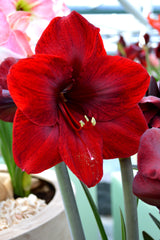 Jumbo Amaryllis Royal Velvet Hippeastrum Blooms Species Growing Bonsai Bulbs Roots Rhizomes Corms Tubers Potted Planting Reblooming Fragrant Garden Flower Seeds Plant  Size 12-16cm