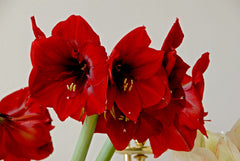 Jumbo Amaryllis Royal Velvet Hippeastrum Blooms Species Growing Bonsai Bulbs Roots Rhizomes Corms Tubers Potted Planting Reblooming Fragrant Garden Flower Seeds Plant  Size 12-16cm