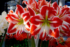 Jumbo Amaryllis Spartacus Hippeastrum Blooms Species Growing Bonsai Bulbs Roots Rhizomes Corms Tubers Potted Planting Reblooming Fragrant Garden Flower Seeds Plant  Size 12-16cm