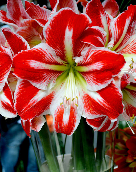 Jumbo Amaryllis Spartacus Hippeastrum Blooms Species Growing Bonsai Bulbs Roots Rhizomes Corms Tubers Potted Planting Reblooming Fragrant Garden Flower Seeds Plant  Size 12-16cm