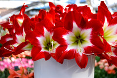 Jumbo Amaryllis Tres Chic Hippeastrum Blooms Species Growing Bonsai Bulbs Roots Rhizomes Corms Tubers Potted Planting Reblooming Fragrant Garden Flower Seeds Plant  Size 12-16cm
