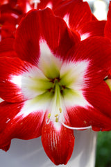 Jumbo Amaryllis Tres Chic Hippeastrum Blooms Species Growing Bonsai Bulbs Roots Rhizomes Corms Tubers Potted Planting Reblooming Fragrant Garden Flower Seeds Plant  Size 12-16cm