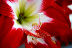 Jumbo Amaryllis Tres Chic Hippeastrum Blooms Species Growing Bonsai Bulbs Roots Rhizomes Corms Tubers Potted Planting Reblooming Fragrant Garden Flower Seeds Plant  Size 12-16cm