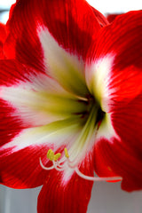 Jumbo Amaryllis Tres Chic Hippeastrum Blooms Species Growing Bonsai Bulbs Roots Rhizomes Corms Tubers Potted Planting Reblooming Fragrant Garden Flower Seeds Plant  Size 12-16cm