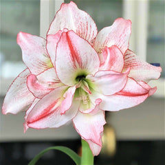 Aphrodite Amaryllis Hippeastrum Blooms Species Growing Bonsai Bulbs Roots Rhizomes Corms Tubers Potted Planting Reblooming Fragrant Garden Flower Seeds Plant  Size 12-16cm