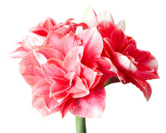 Jumbo Double Amaryllis Double Dream Hippeastrum Blooms Species Growing Bonsai Bulbs Roots Rhizomes Corms Tubers Potted Planting Reblooming Fragrant Garden Flower Seeds Plant  Size 12-16cm