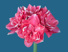 Jumbo Double Amaryllis Double Dream Hippeastrum Blooms Species Growing Bonsai Bulbs Roots Rhizomes Corms Tubers Potted Planting Reblooming Fragrant Garden Flower Seeds Plant  Size 12-16cm