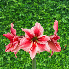 Gervase Amaryllis Hippeastrum Blooms Species Growing Bonsai Bulbs Roots Rhizomes Corms Tubers Potted Planting Reblooming Fragrant Garden Flower Seeds Plant  Size 12-16cm
