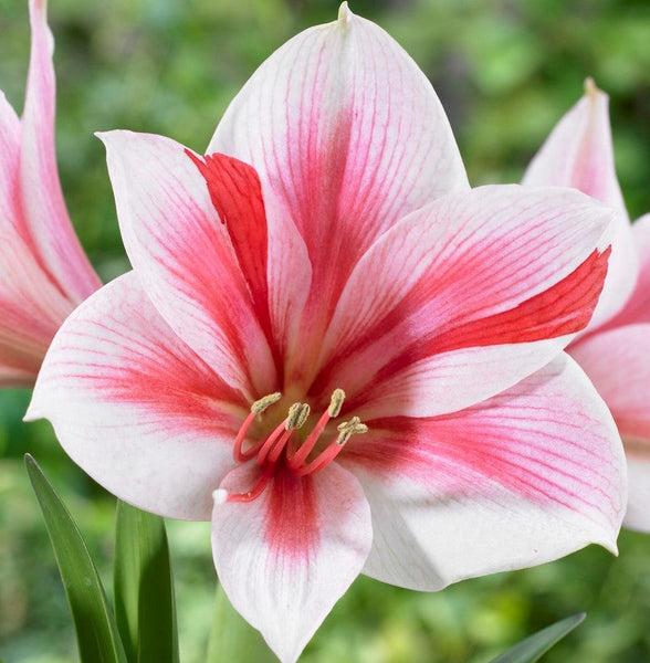 Gervase Amaryllis Hippeastrum Blooms Species Growing Bonsai Bulbs Roots Rhizomes Corms Tubers Potted Planting Reblooming Fragrant Garden Flower Seeds Plant  Size 12-16cm