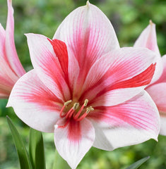 Gervase Amaryllis Hippeastrum Blooms Species Growing Bonsai Bulbs Roots Rhizomes Corms Tubers Potted Planting Reblooming Fragrant Garden Flower Seeds Plant  Size 12-16cm