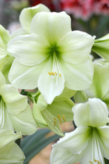 Jumbo Amaryllis Luna Hippeastrum Blooms Species Growing Bonsai Bulbs Roots Rhizomes Corms Tubers Potted Planting Reblooming Fragrant Garden Flower Seeds Plant  Size 12-16cm