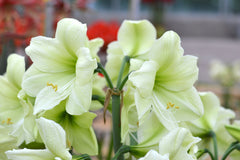 Jumbo Amaryllis Luna Hippeastrum Blooms Species Growing Bonsai Bulbs Roots Rhizomes Corms Tubers Potted Planting Reblooming Fragrant Garden Flower Seeds Plant  Size 12-16cm