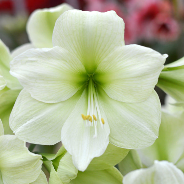 Jumbo Amaryllis Luna Hippeastrum Blooms Species Growing Bonsai Bulbs Roots Rhizomes Corms Tubers Potted Planting Reblooming Fragrant Garden Flower Seeds Plant  Size 12-16cm