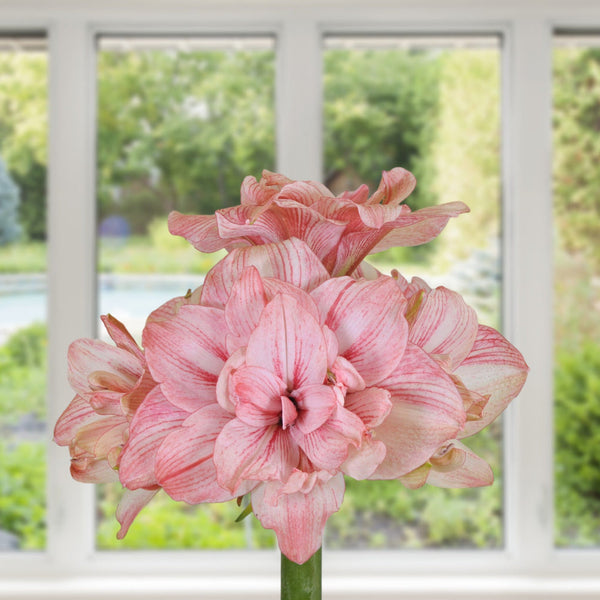 Replay Amaryllis Hippeastrum Blooms Species Growing Bonsai Bulbs Roots Rhizomes Corms Tubers Potted Planting Reblooming Fragrant Garden Flower Seeds Plant  Size 12-16cm