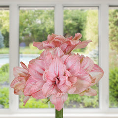 Replay Amaryllis Hippeastrum Blooms Species Growing Bonsai Bulbs Roots Rhizomes Corms Tubers Potted Planting Reblooming Fragrant Garden Flower Seeds Plant  Size 12-16cm