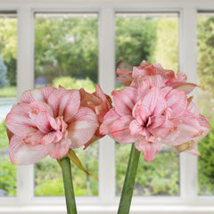 Replay Amaryllis Hippeastrum Blooms Species Growing Bonsai Bulbs Roots Rhizomes Corms Tubers Potted Planting Reblooming Fragrant Garden Flower Seeds Plant  Size 12-16cm