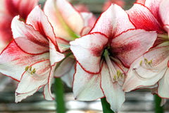Jumbo Amaryllis Temptation Hippeastrum Blooms Species Growing Bonsai Bulbs Roots Rhizomes Corms Tubers Potted Planting Reblooming Fragrant Garden Flower Seeds Plant  Size 12-16cm