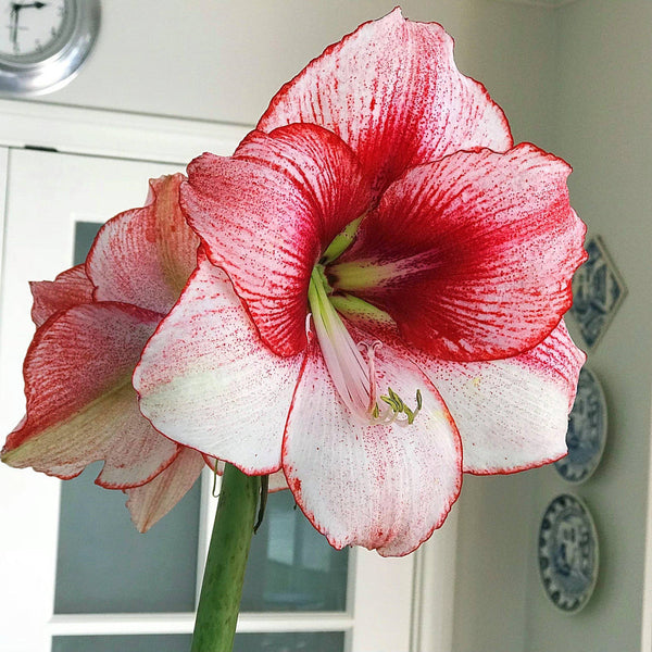 Temptation Amaryllis Hippeastrum Blooms Species Growing Bonsai Bulbs Roots Rhizomes Corms Tubers Potted Planting Reblooming Fragrant Garden Flower Seeds Plant  Size 12-16cm