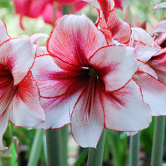 Temptation Amaryllis Hippeastrum Blooms Species Growing Bonsai Bulbs Roots Rhizomes Corms Tubers Potted Planting Reblooming Fragrant Garden Flower Seeds Plant  Size 12-16cm