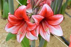 Jumbo Amaryllis Temptation Hippeastrum Blooms Species Growing Bonsai Bulbs Roots Rhizomes Corms Tubers Potted Planting Reblooming Fragrant Garden Flower Seeds Plant  Size 12-16cm