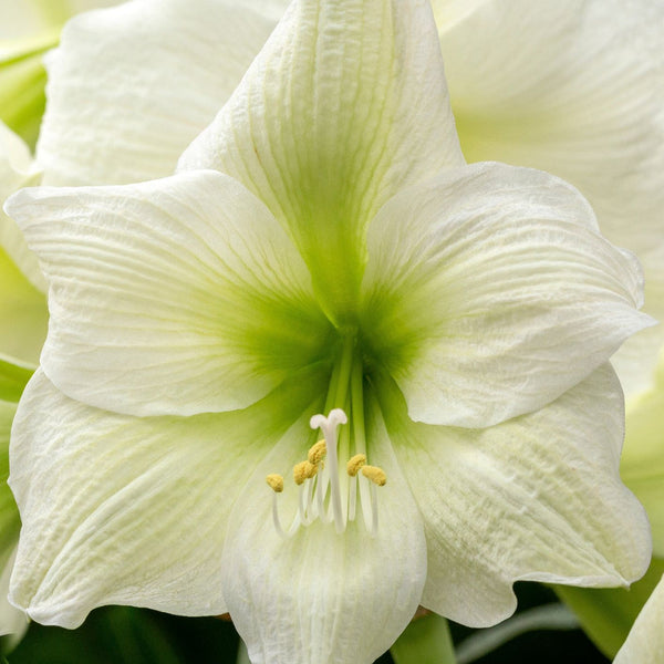 White Christmas Amaryllis Hippeastrum Blooms Species Growing Bonsai Bulbs Roots Rhizomes Corms Tubers Potted Planting Reblooming Fragrant Garden Flower Seeds Plant  Size 12-16cm