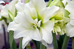 Jumbo Double Amaryllis White Nymph Hippeastrum Blooms Species Growing Bonsai Bulbs Roots Rhizomes Corms Tubers Potted Planting Reblooming Fragrant Garden Flower Seeds Plant  Size 12-16cm