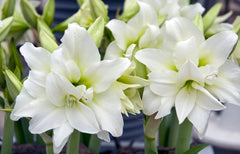 Jumbo Double Amaryllis White Nymph Hippeastrum Blooms Species Growing Bonsai Bulbs Roots Rhizomes Corms Tubers Potted Planting Reblooming Fragrant Garden Flower Seeds Plant  Size 12-16cm