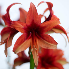 Bogota Amaryllis Hippeastrum Blooms Species Growing Bonsai Bulbs Roots Rhizomes Corms Tubers Potted Planting Reblooming Fragrant Garden Flower Seeds Plant  Size 12-16cm