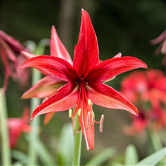 Bogota Amaryllis Hippeastrum Blooms Species Growing Bonsai Bulbs Roots Rhizomes Corms Tubers Potted Planting Reblooming Fragrant Garden Flower Seeds Plant  Size 12-16cm