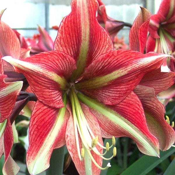Cherry Crush Amaryllis Hippeastrum Blooms Species Growing Bonsai Bulbs Roots Rhizomes Corms Tubers Potted Planting Reblooming Fragrant Garden Flower Seeds Plant  Size 12-16cm