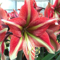 Cherry Crush Amaryllis Hippeastrum Blooms Species Growing Bonsai Bulbs Roots Rhizomes Corms Tubers Potted Planting Reblooming Fragrant Garden Flower Seeds Plant  Size 12-16cm