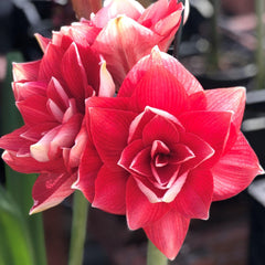 Double Dream Amaryllis Hippeastrum Blooms Species Growing Bonsai Bulbs Roots Rhizomes Corms Tubers Potted Planting Reblooming Fragrant Garden Flower Seeds Plant  Size 12-16cm