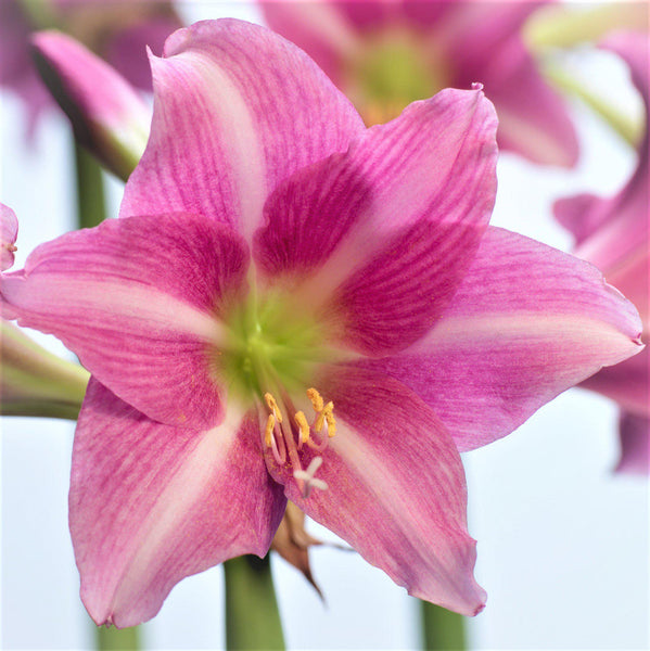 Estella Amaryllis Hippeastrum Blooms Species Growing Bonsai Bulbs Roots Rhizomes Corms Tubers Potted Planting Reblooming Fragrant Garden Flower Seeds Plant  Size 12-16cm