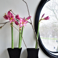 Estella Amaryllis Hippeastrum Blooms Species Growing Bonsai Bulbs Roots Rhizomes Corms Tubers Potted Planting Reblooming Fragrant Garden Flower Seeds Plant  Size 12-16cm
