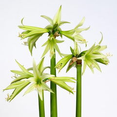 Evergreen Amaryllis Hippeastrum Blooms Species Growing Bonsai Bulbs Roots Rhizomes Corms Tubers Potted Planting Reblooming Fragrant Garden Flower Seeds Plant  Size 12-16cm