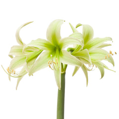 Evergreen Amaryllis Hippeastrum Blooms Species Growing Bonsai Bulbs Roots Rhizomes Corms Tubers Potted Planting Reblooming Fragrant Garden Flower Seeds Plant  Size 12-16cm