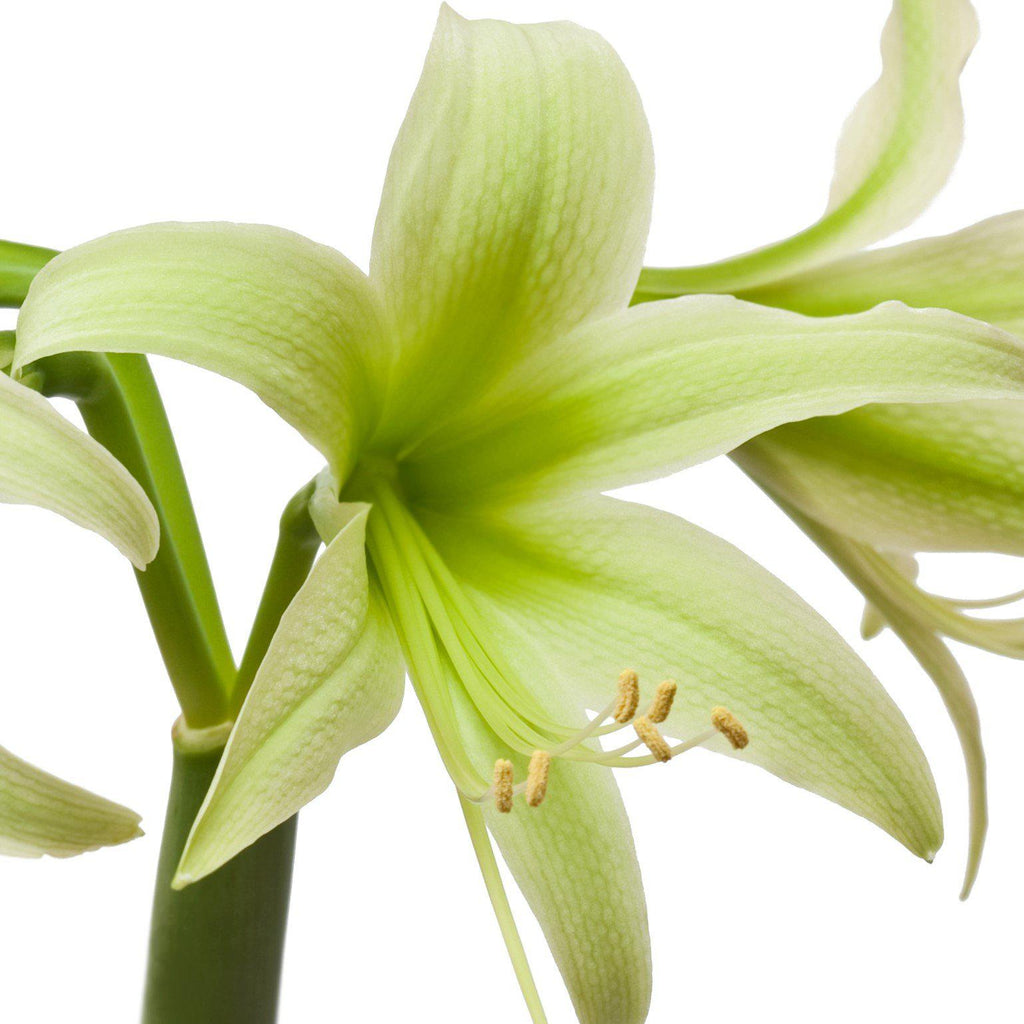 Evergreen Amaryllis Hippeastrum Blooms Species Growing Bonsai Bulbs Roots Rhizomes Corms Tubers Potted Planting Reblooming Fragrant Garden Flower Seeds Plant  Size 12-16cm