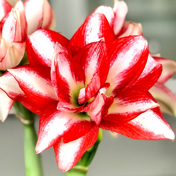 Exotic Peacock Amaryllis Hippeastrum Blooms Species Growing Bonsai Bulbs Roots Rhizomes Corms Tubers Potted Planting Reblooming Fragrant Garden Flower Seeds Plant  Size 12-16cm