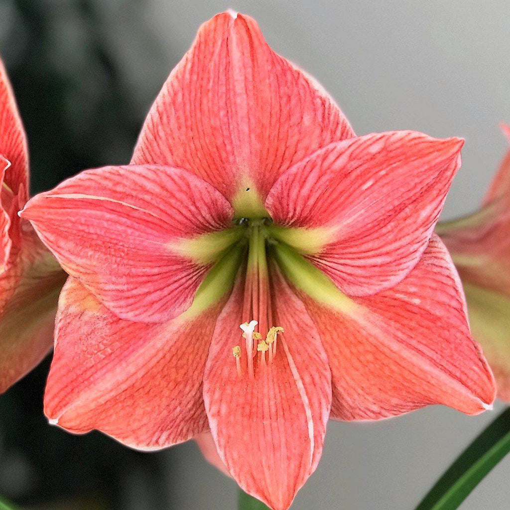 Exotica Amaryllis Hippeastrum Blooms Species Growing Bonsai Bulbs Roots Rhizomes Corms Tubers Potted Planting Reblooming Fragrant Garden Flower Seeds Plant  Size 12-16cm