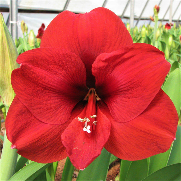 Ferrari Red Amaryllis Hippeastrum Blooms Species Growing Bonsai Bulbs Roots Rhizomes Corms Tubers Potted Planting Reblooming Fragrant Garden Flower Seeds Plant  Size 12-16cm