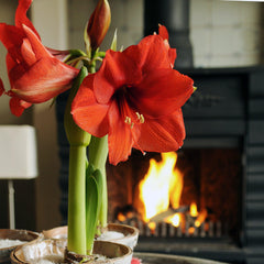 Ferrari Red Amaryllis Hippeastrum Blooms Species Growing Bonsai Bulbs Roots Rhizomes Corms Tubers Potted Planting Reblooming Fragrant Garden Flower Seeds Plant  Size 12-16cm